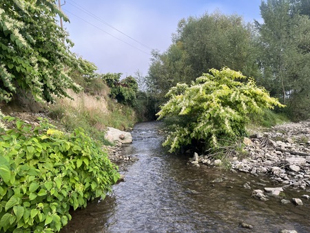 IČNA