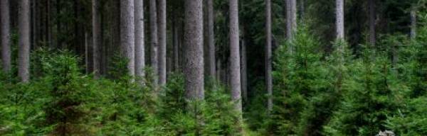 Zbiranje pobud zainteresirane javnosti ob obnovi gozdnogospodarskega načrta Gozdnogospodarske enote Rečica 